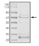 DNA-PKcs Protein, Human, Recombinant (GST)