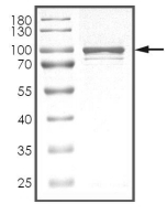 CDK19 Protein, Human, Recombinant (GST)