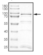 CDC25C Protein, Human, Recombinant (GST)