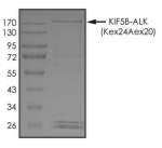KIF5B-ALK Protein, Human, Recombinant (Kex24Aex20, GST)