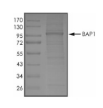 BAP1 Protein, Human, Recombinant (His)