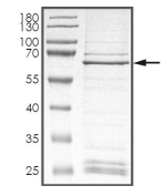 CDK9 Protein, Human, Recombinant (GST)