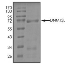 DNMT3L Protein, Human, Recombinant (GST)