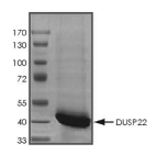 DUSP22/MKPX Protein, Human, Recombinant (GST)
