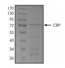 CREBBP Protein, Human, Recombinant (aa 1319-1710, GST)