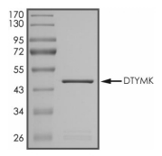 DTYMK Protein, Human, Recombinant (GST)