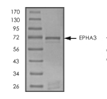 EphA3 Protein, Human, Recombinant (GST)