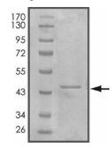 CDC42 Protein, Human, Recombinant