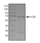 CBL Protein, Human, Recombinant (GST)