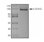 DGKQ Protein, Human, Recombinant (GST)