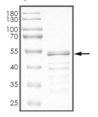 CDKN1B Protein, Human, Recombinant (GST)