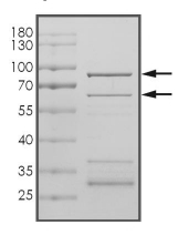 CDK1 & Cyclin A2 Protein, Human, Recombinant (GST)