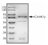 CAMKI gamma/CAMK1G Protein, Human, Recombinant (GST)