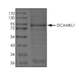 DCLK1 Protein, Human, Recombinant (aa 1-740, His)