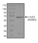 ALK-2/ACVR1 Protein, Human, Recombinant (R258G, GST)