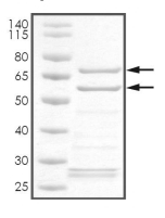 CDK2 & Cyclin E2 Protein, Human, Recombinant (GST)