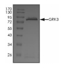 GRK3 Protein, Human, Recombinant (GST)