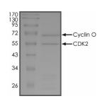 CDK2 & Cyclin O Protein, Human, Recombinant (GST)