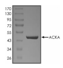 ACKA Protein, Bacteria, Recombinant (His)