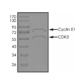 CDK3 & Cyclin E1 Protein, Human, Recombinant (GST)