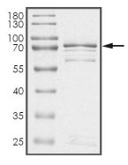 CDKL5 Protein, Human, Recombinant (GST)
