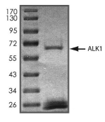ALK-1 Protein, Human, Recombinant (GST)