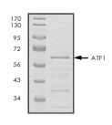 ATF1 Protein, Human, Recombinant (GST)