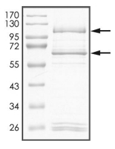 CDK9 & Cyclin T2 Protein, Human, Recombinant (GST)