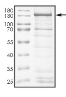 KLC1-ALK Protein, Human, Recombinant (Kex8Aex20, GST)