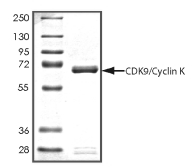 CDK9 & Cyclin K Protein, Human, Recombinant (GST)