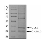CDK6 & Cyclin D3 Protein, Human, Recombinant (His)