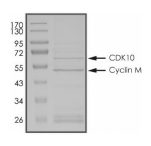 CDK10 & Cyclin M Protein, Human, Recombinant (GST)