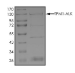 TPM1-ALK Protein, Human, Recombinant (GST)