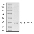CDKN2C Protein, Human, Recombinant (GST)