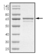 ACKA Protein, Bacteria, Recombinant (GST)