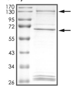 CDK12 & Cyclin K Protein, Human, Recombinant (GST)