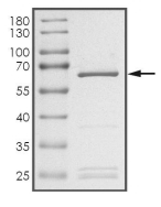 CLK1 Protein, Human, Recombinant (His)