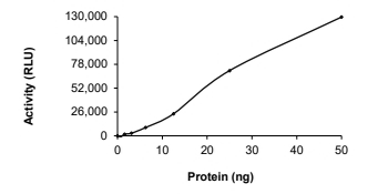 CDK6 & Cyclin D3 Protein, Human, Recombinant (His)