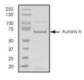 AURORA A, Mouse, Recombinant (GST)