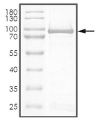 AKT1 Protein, Human, Recombinant (GST)