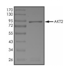 AKT2 Protein, Human, Recombinant (GST)