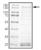 Axin-1 Protein, Human, Recombinant (GST)