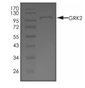 GRK2 Protein, Human, Recombinant (GST)