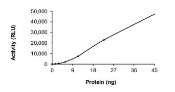 CDK6 & Cyclin D1 Protein, Human, Recombinant (His & GST)