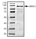 BRSK1 Protein, Mouse, Recombinant (GST)