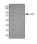 AXL, Human, Recombinant (GST)