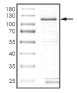 BRD3 Protein, Human, Recombinant (GST)
