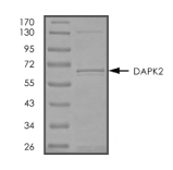 DAPK2/DAP Kinase 2 Protein, Human, Recombinant (GST)