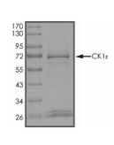 Casein kinase 1 epsilon Protein, Human, Recombinant (Active, GST)