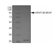 RNF130-BRAF Protein, Human, Recombinant (GST)